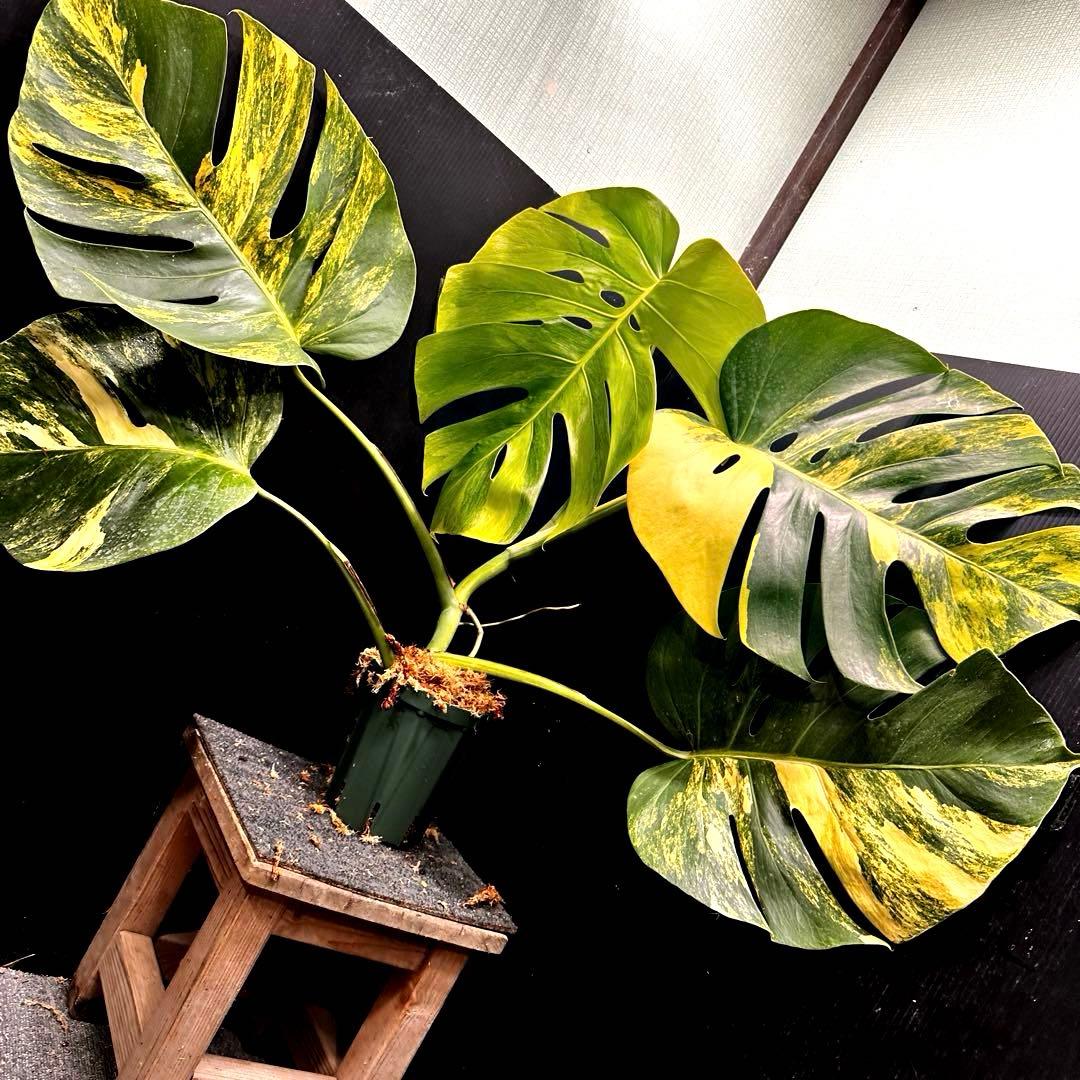 H*S様 斑入りモンステラボルシギアナオーレア黄斑83㎝/検索→イエローマリリン