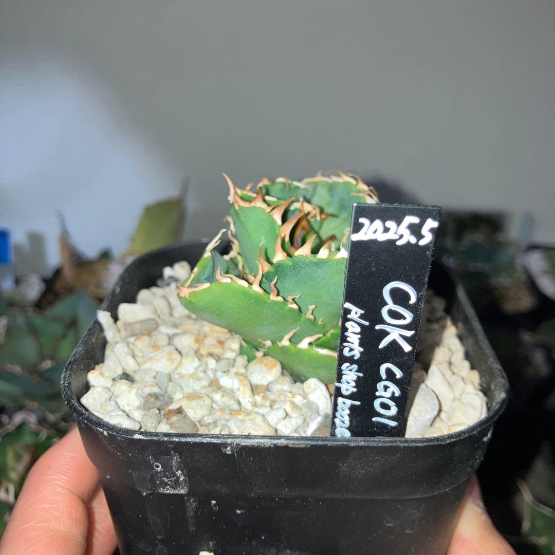 アガベ　cok cg01