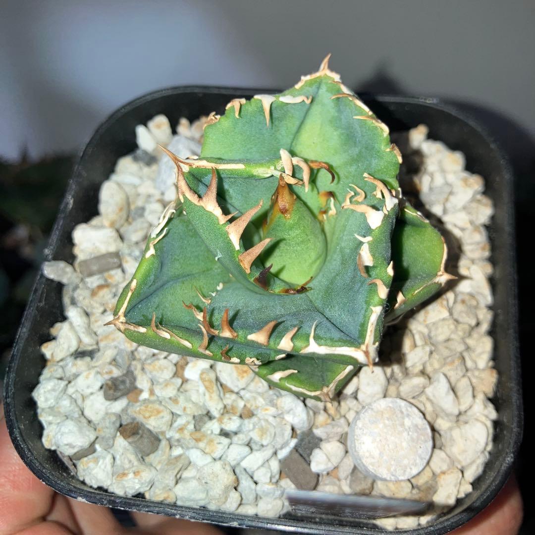 アガベ　cok cg01