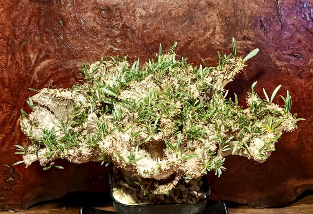 特大超綴化！　パキポディウム　グラキリス　綴化　せっか　てっか