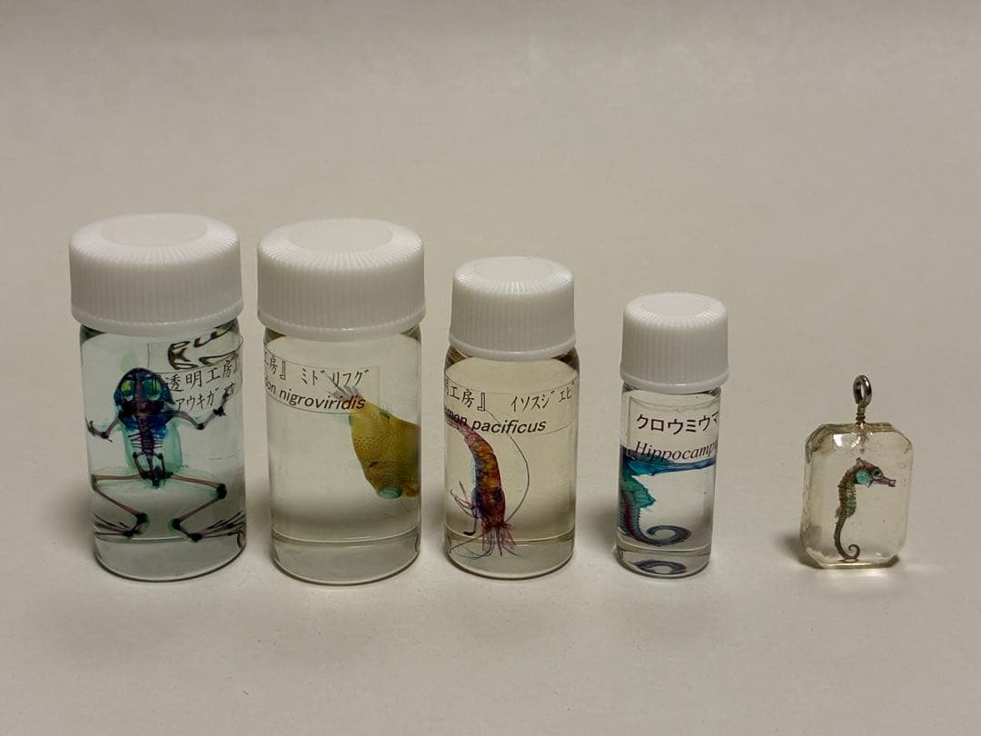 透明標本ボトル4種類 & キーホルダー