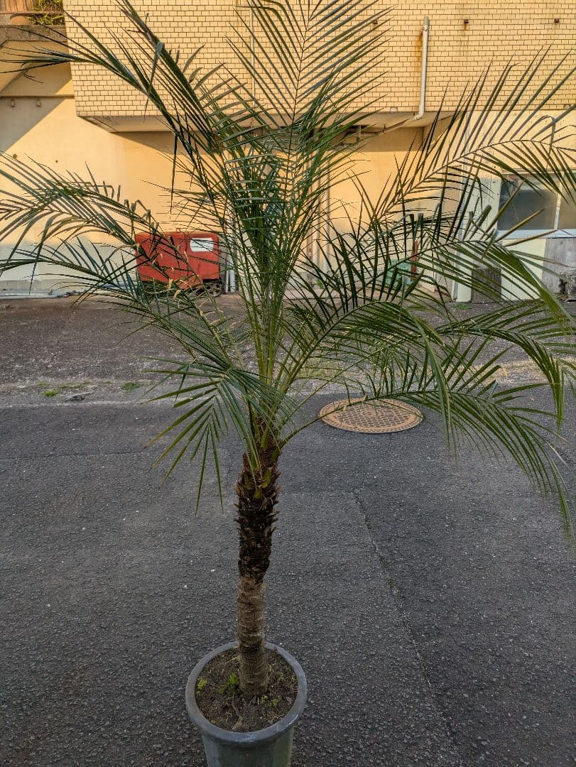 ヤシの木 観葉植物 フェニックスロベレニーキズあり