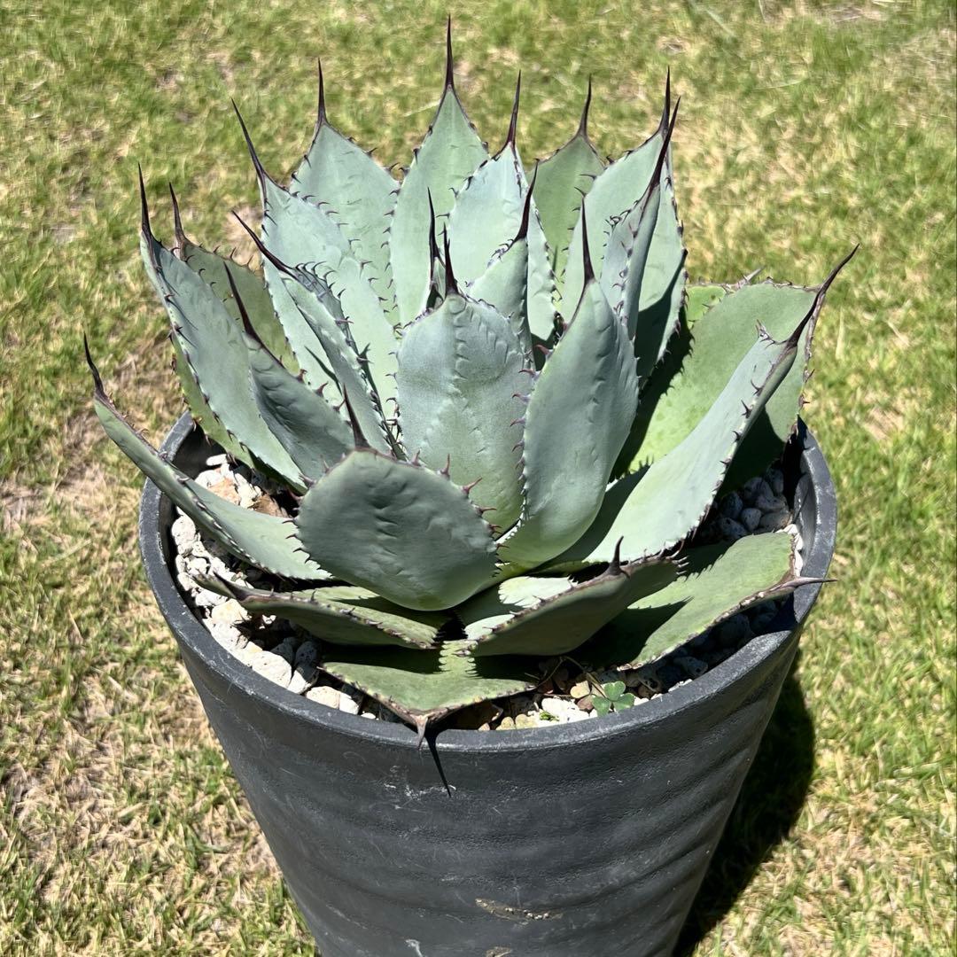 アガベ　パリー 吉祥天(姫吉祥天) 極上