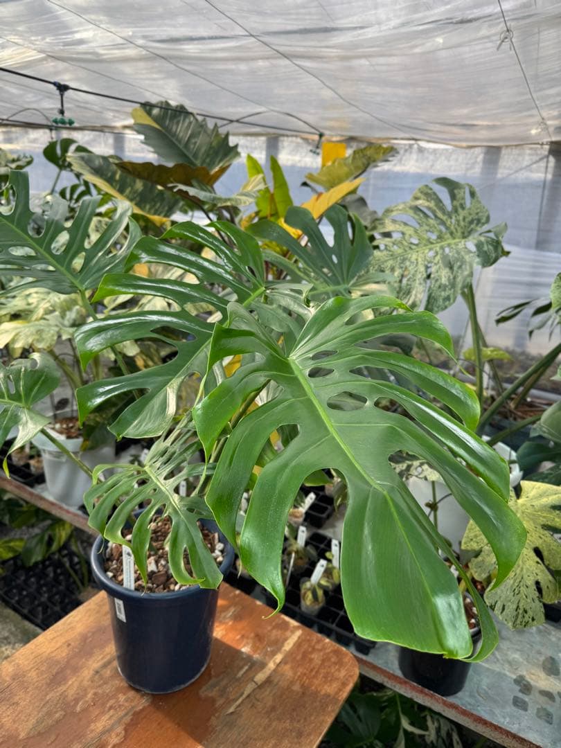 アラブフォーム \"エロンガータエ\" イーロンガーター　コンパクト　激レア