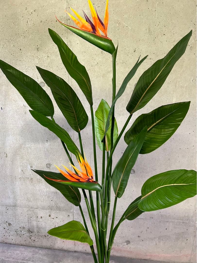 光触媒　人工観葉植物　オーガスタ　ストレッチア極楽鳥2輪付きabcg