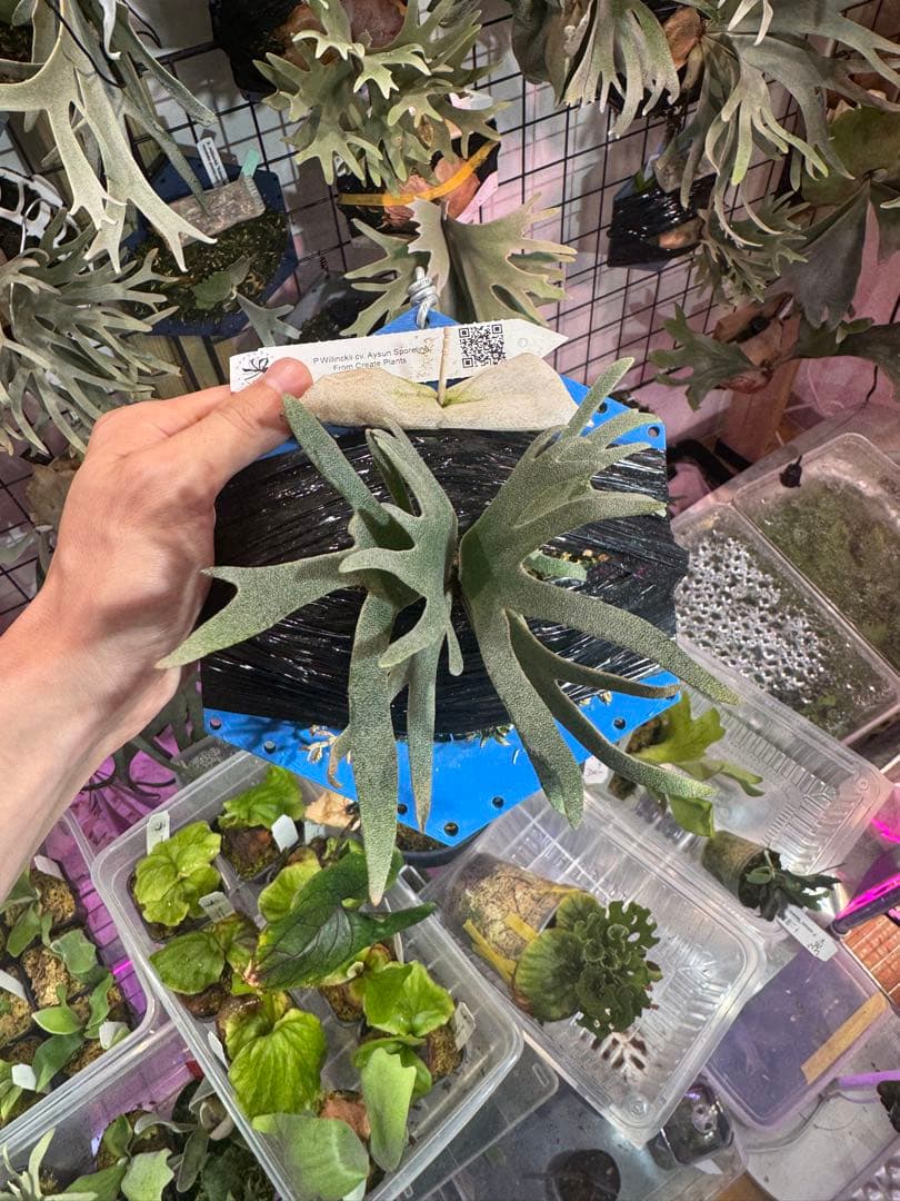 【*U様 Aysun スポア　ビカクシダ