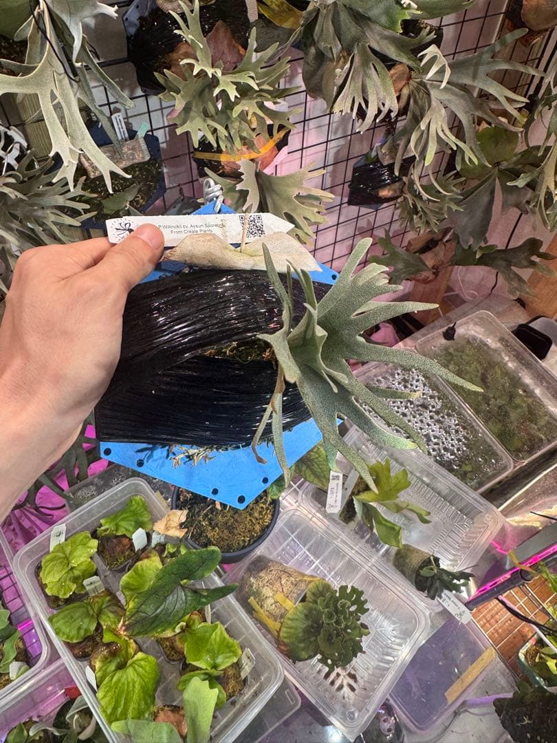 【*U様 Aysun スポア　ビカクシダ