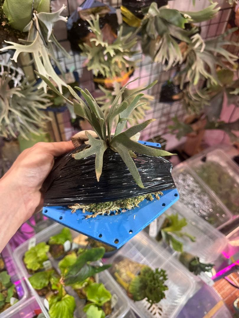 【*U様 Aysun スポア　ビカクシダ