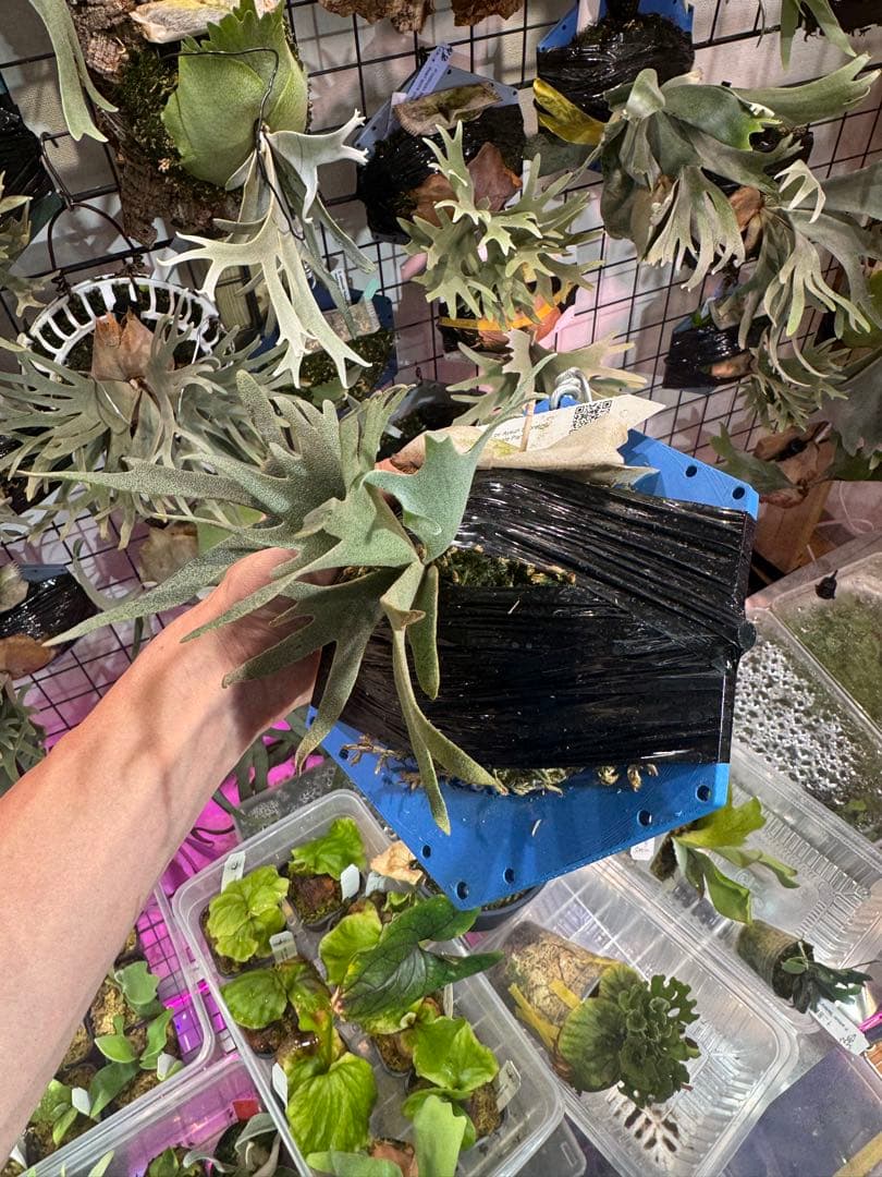 【*U様 Aysun スポア　ビカクシダ