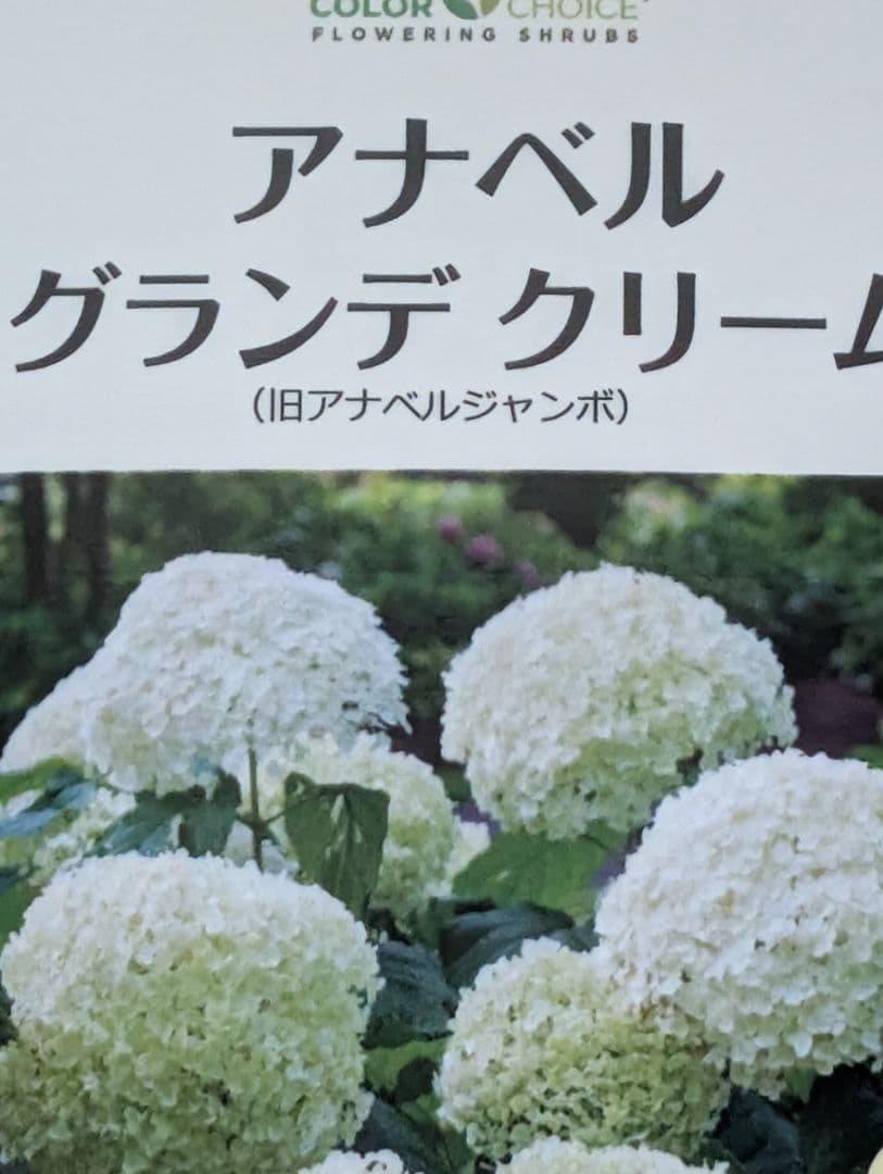 ✤ アナベル グランデクリーム ✤ 挿し穂 3本 ⚘˖* ネコポス発送 ⚘˖*