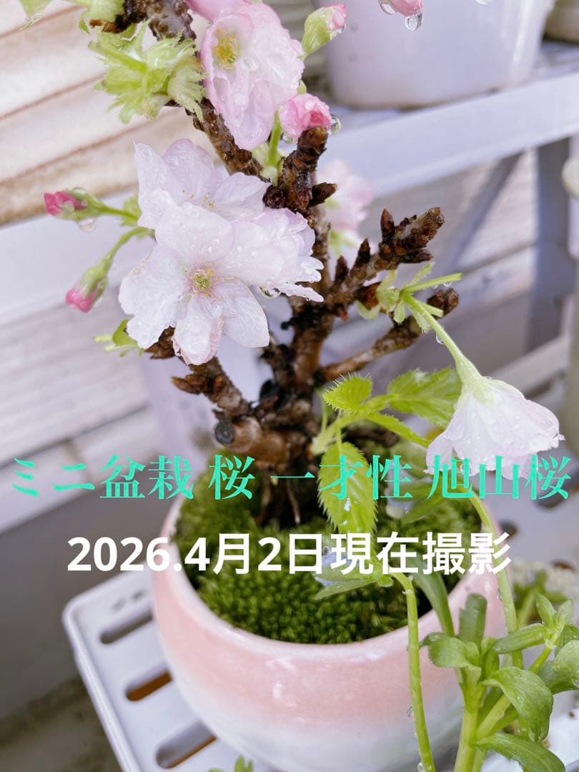 ミニ盆栽 桜 一才性 旭山桜