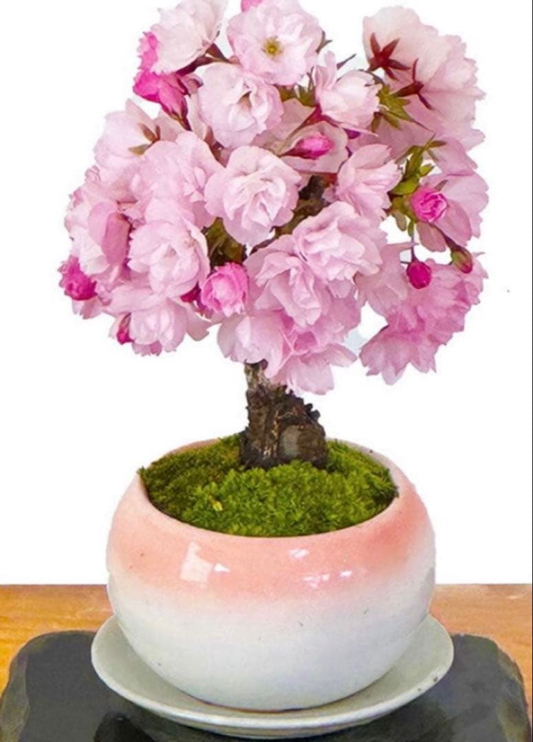 ミニ盆栽 桜 一才性 旭山桜