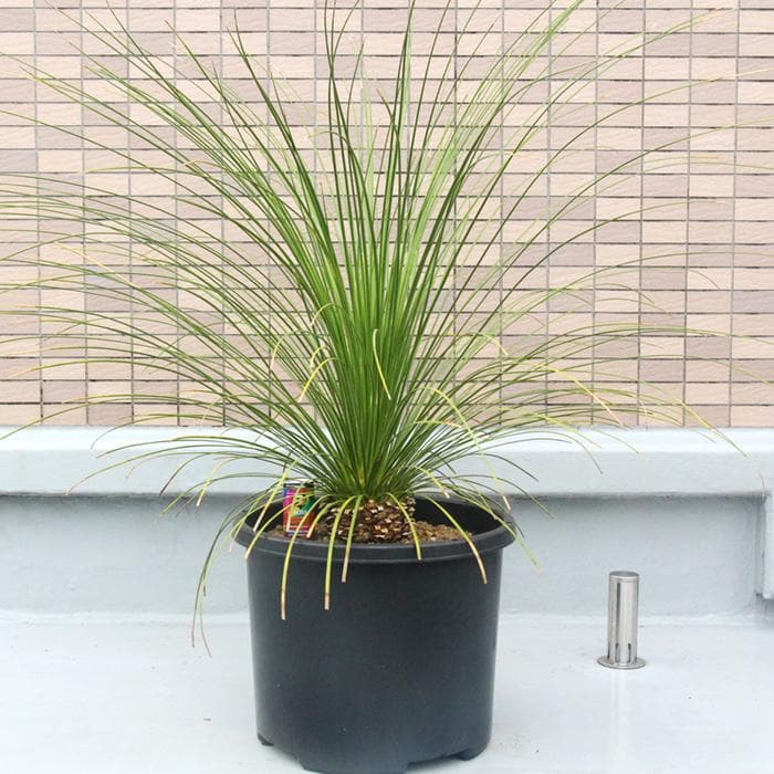 ■01　ダシリリオン ロンギシマム　Dasylirion longissimum