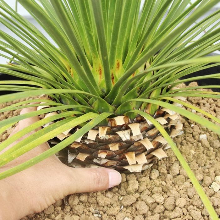 ■01　ダシリリオン ロンギシマム　Dasylirion longissimum