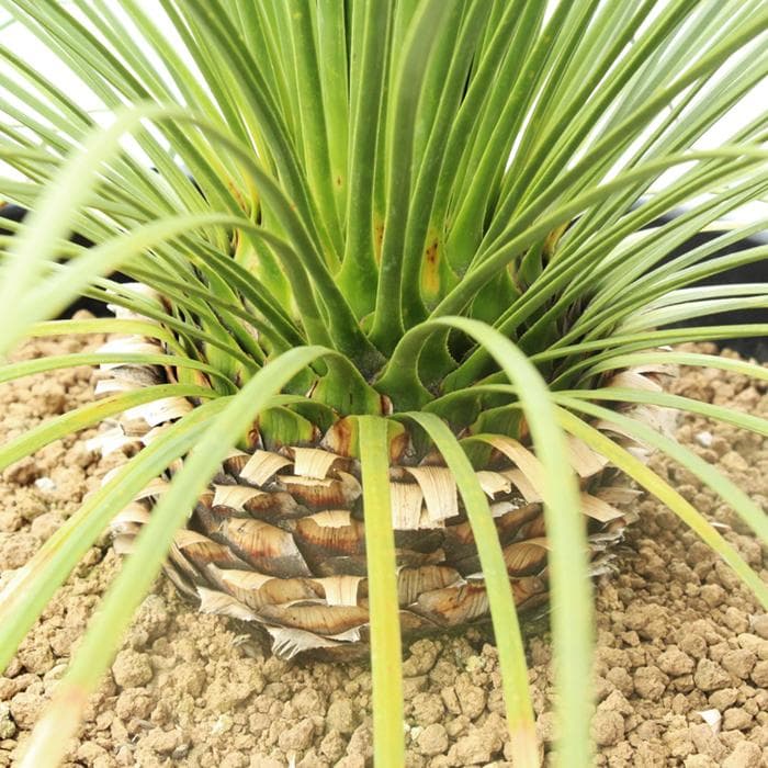 ■01　ダシリリオン ロンギシマム　Dasylirion longissimum