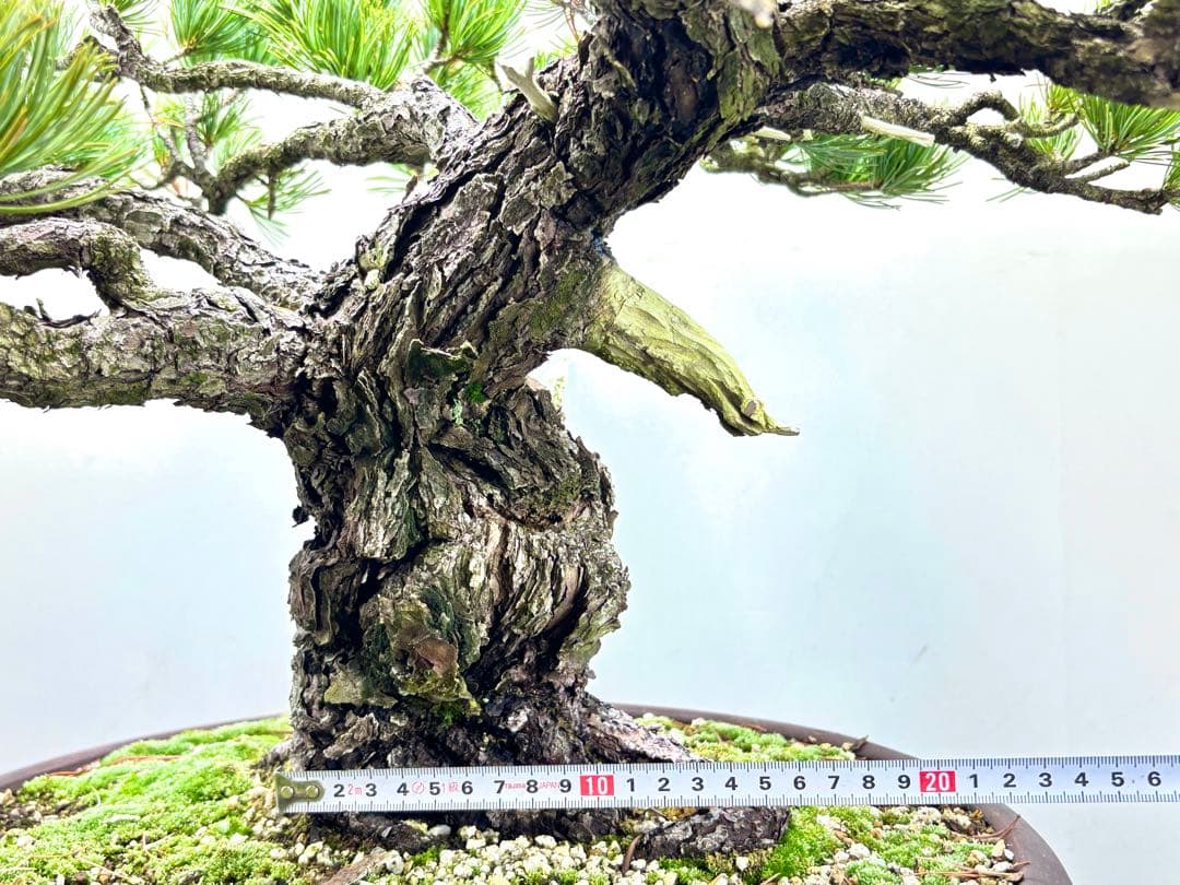 [大阪] 五葉松 盆栽❣️❣️❣️