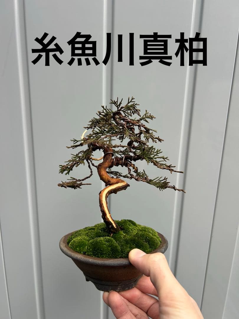 糸魚川真柏 舎利 小品