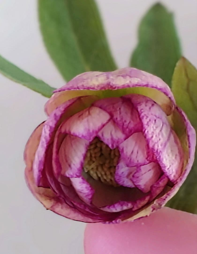 クリスマスローズ開花