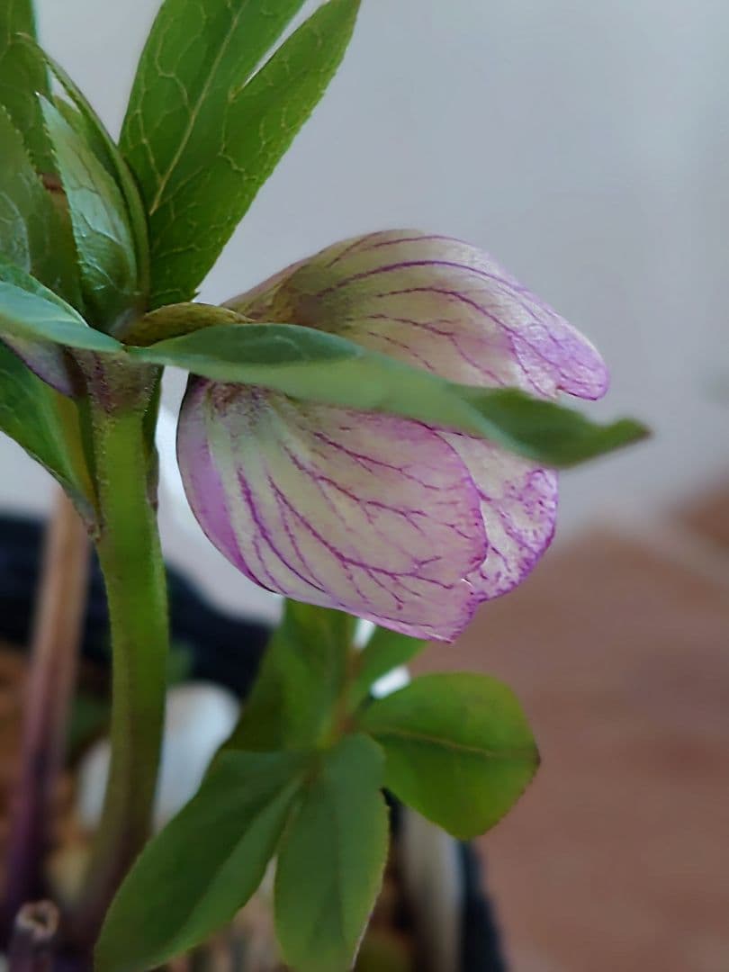 クリスマスローズ開花