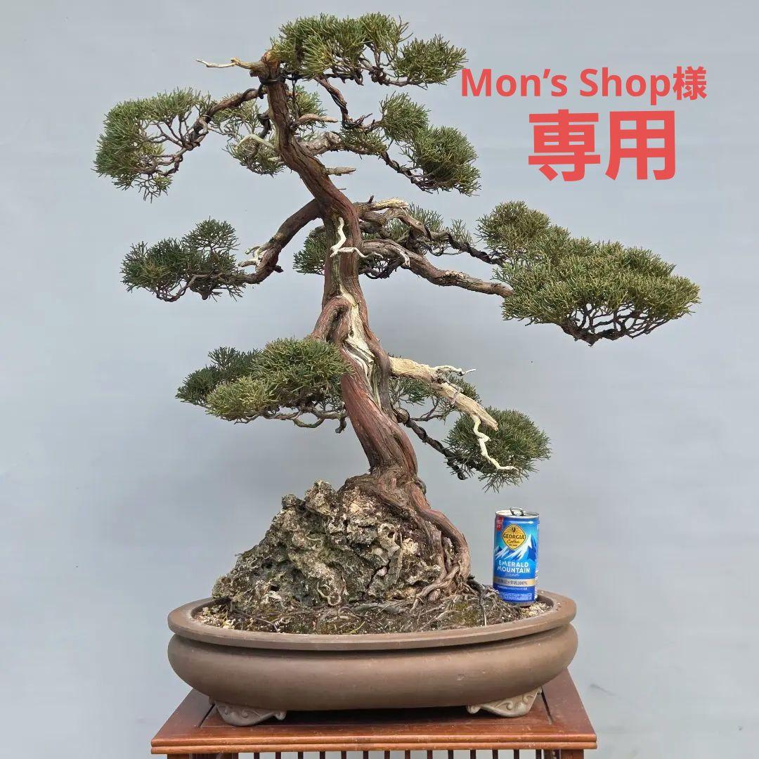 真柏　[石付き模様木]　大品盆栽