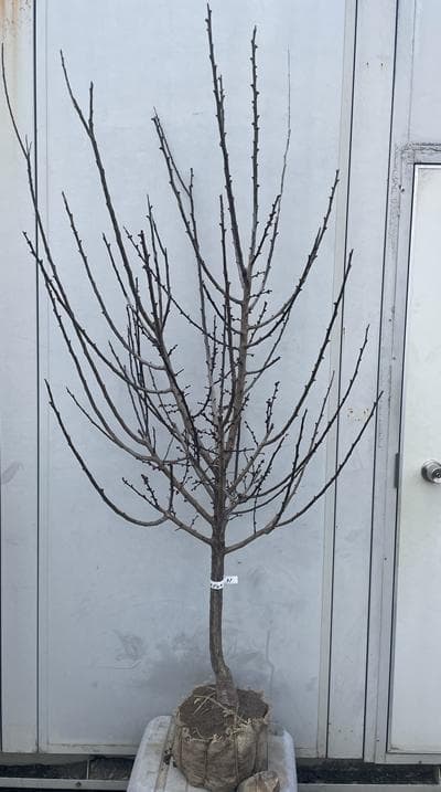 《現品》鹿児島紅梅（カゴシマコウバイ）樹高1.7ｍ（根鉢含まず）31【花梅苗木】