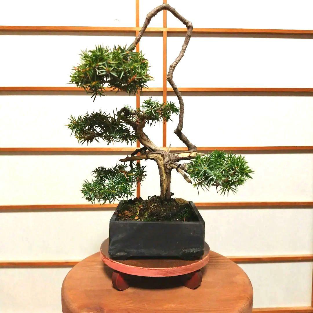 盆栽 杜松（ネズミサシ）Ｂ 変わり木　黒釉薬切立切足正方鉢