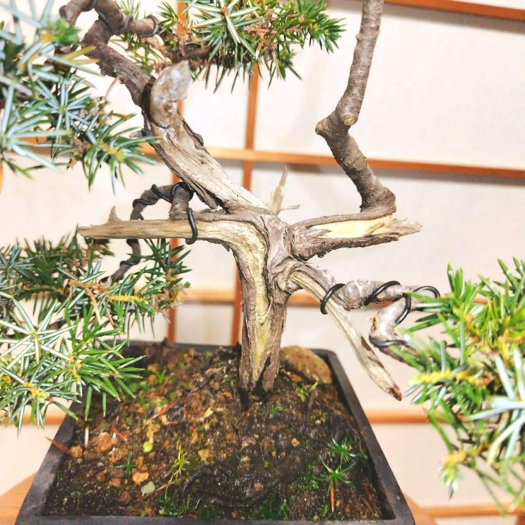 盆栽 杜松（ネズミサシ）Ｂ 変わり木　黒釉薬切立切足正方鉢