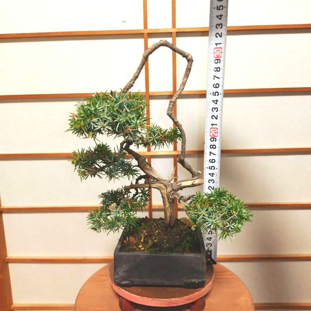 盆栽 杜松（ネズミサシ）Ｂ 変わり木　黒釉薬切立切足正方鉢