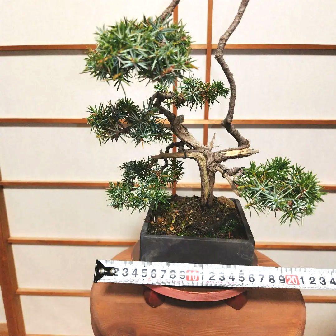 盆栽 杜松（ネズミサシ）Ｂ 変わり木　黒釉薬切立切足正方鉢