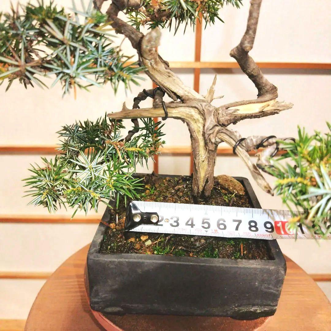 盆栽 杜松（ネズミサシ）Ｂ 変わり木　黒釉薬切立切足正方鉢