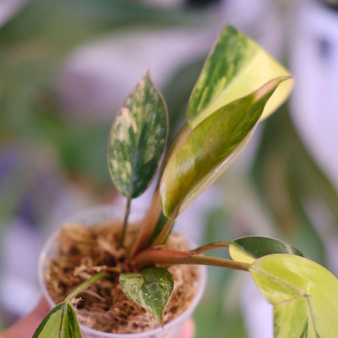 フィロデンドロン・レッドコンゴ │ Philodendron Red Congo