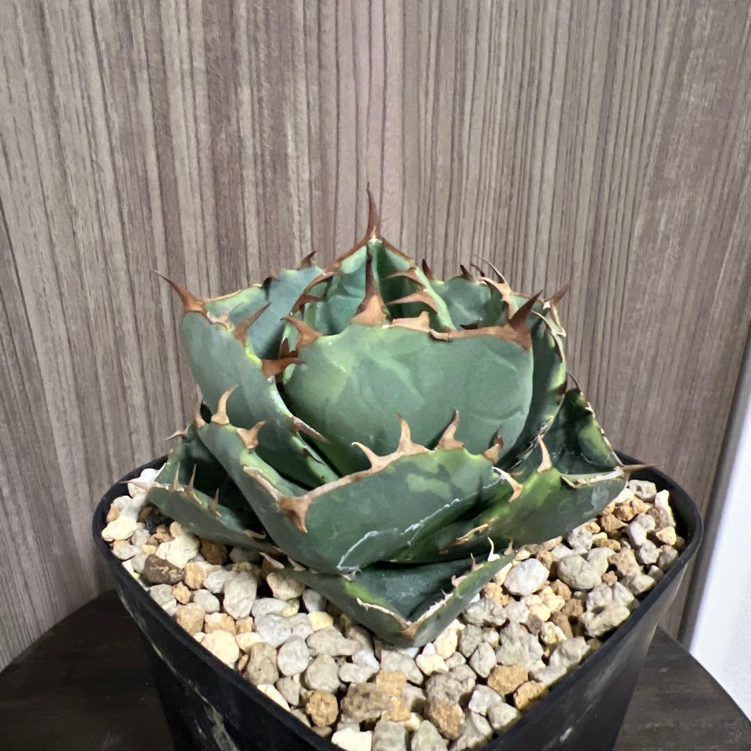 アガベ　ジャガーノート　斑入り