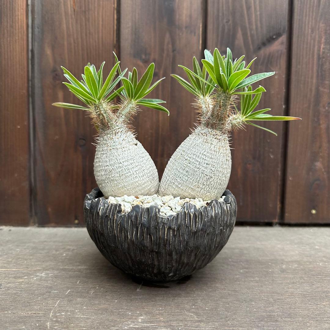 パキポディウム グラキリス　2頭　現地球　　発根済み　鉢付き