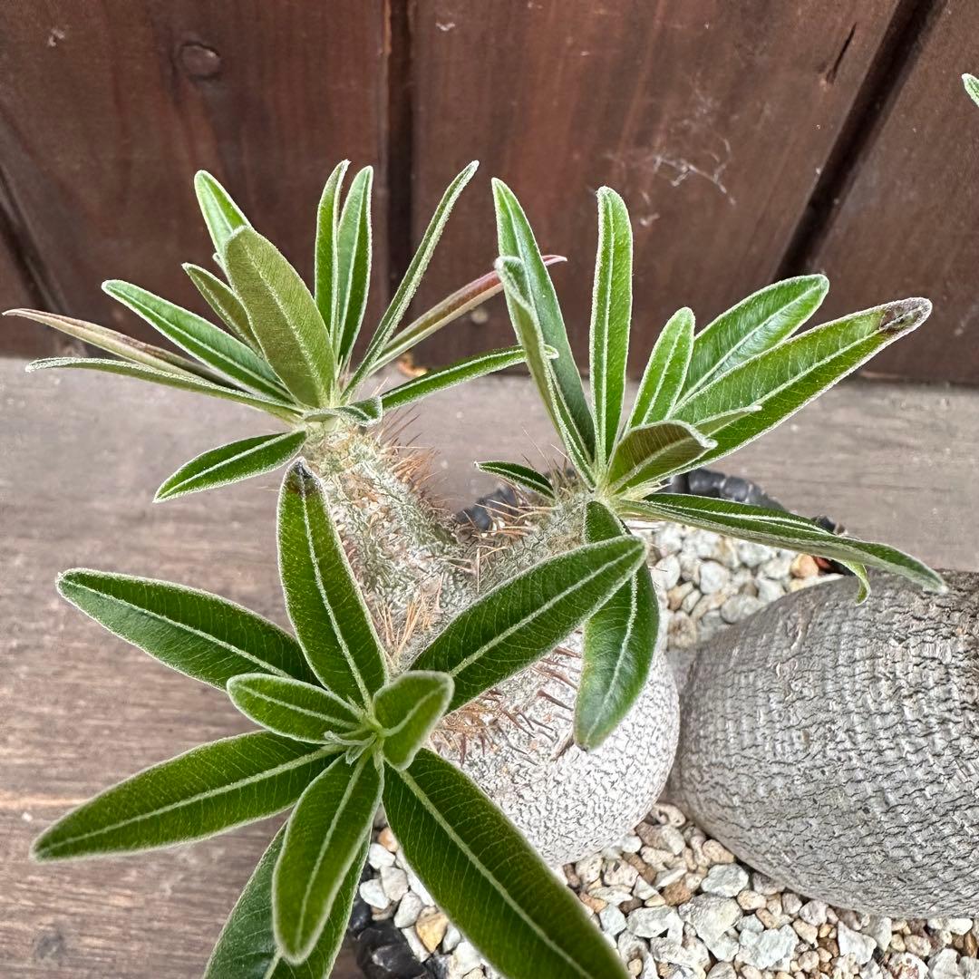 パキポディウム グラキリス　2頭　現地球　　発根済み　鉢付き