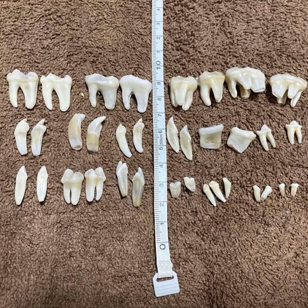月の輪熊　小熊　歯　牙以外全て