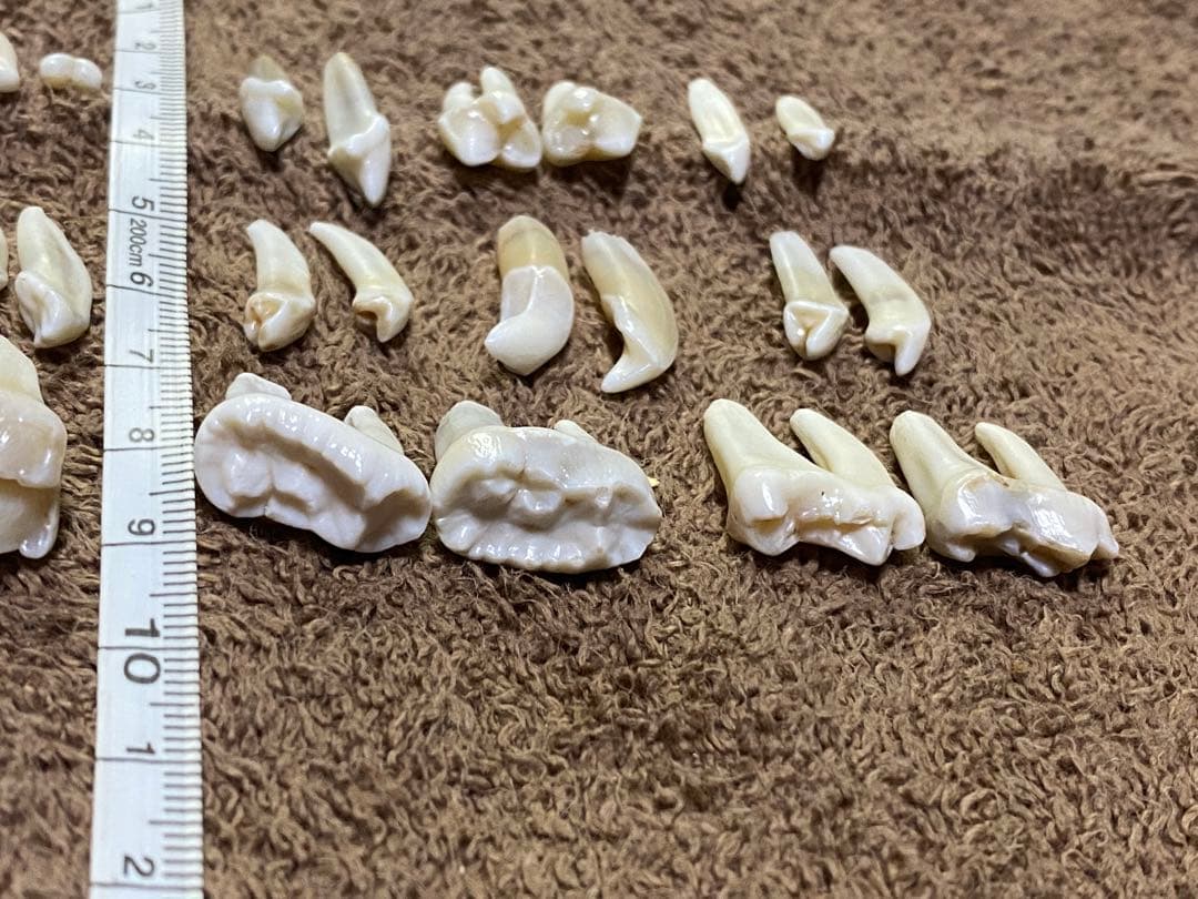 月の輪熊　小熊　歯　牙以外全て