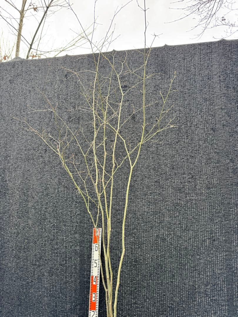 山採り　ヤマモミジ　株立ち　美幹　自然樹形　【品番3498】