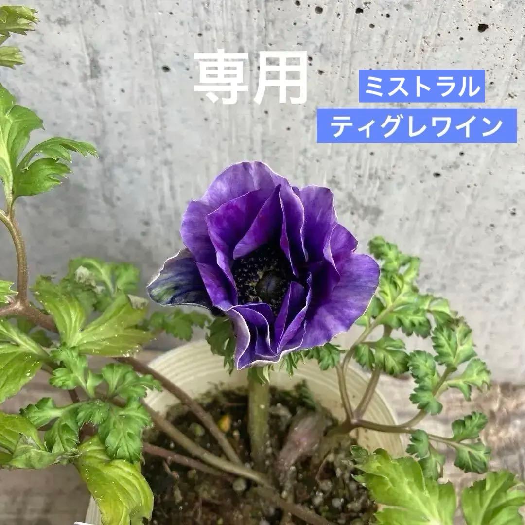 アネモネ　ミストラル　3寸ポット苗　mi-様 　ご確認用です。