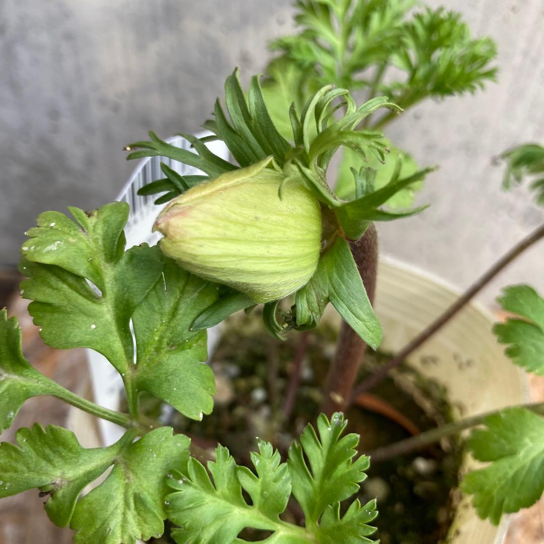 アネモネ　ミストラル　3寸ポット苗　mi-様 　ご確認用です。