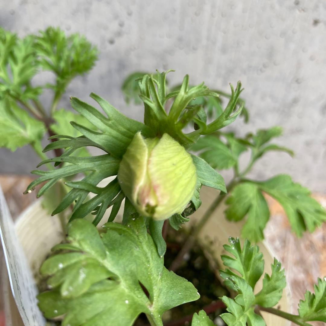 アネモネ　ミストラル　3寸ポット苗　mi-様 　ご確認用です。