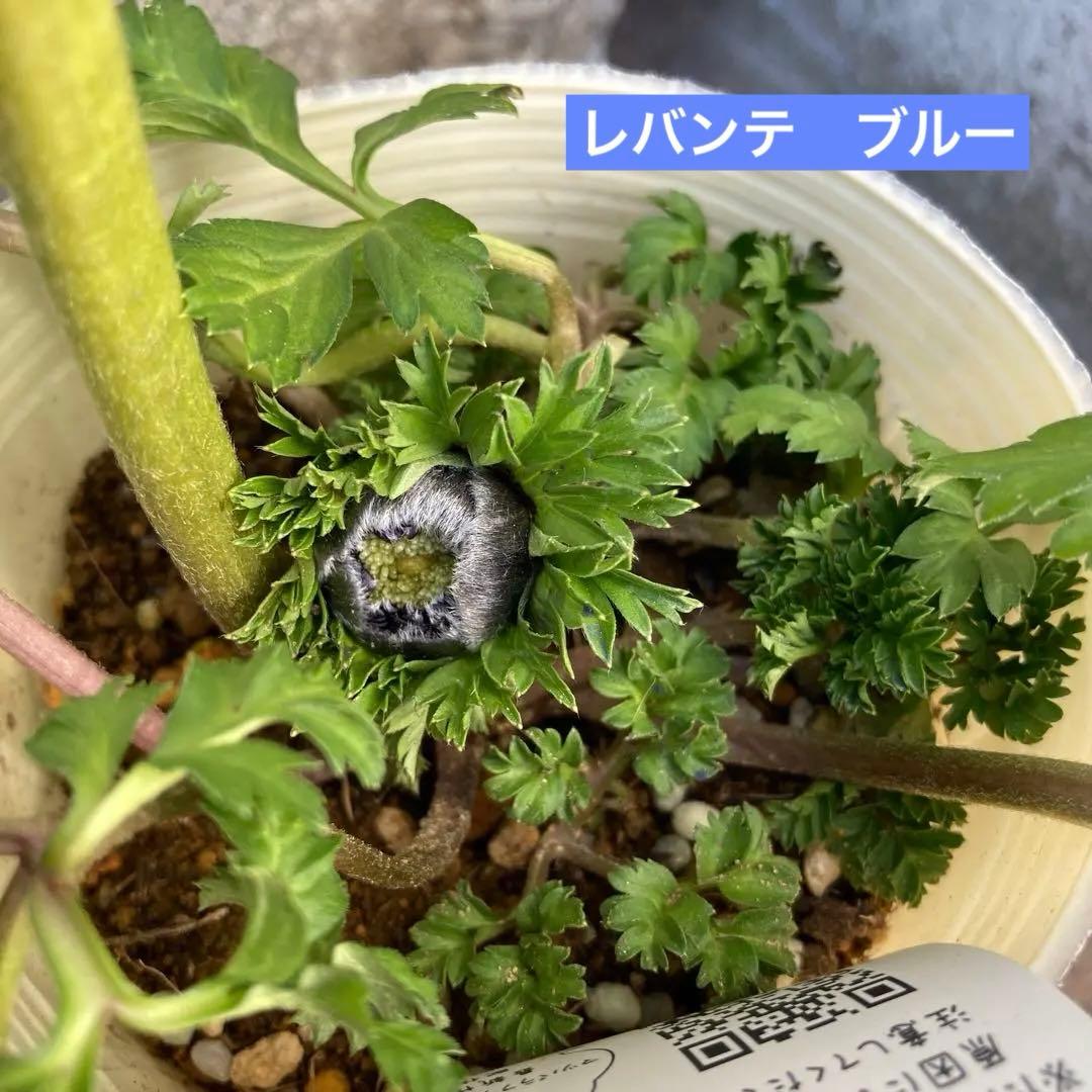 アネモネ　ミストラル　3寸ポット苗　mi-様 　ご確認用です。