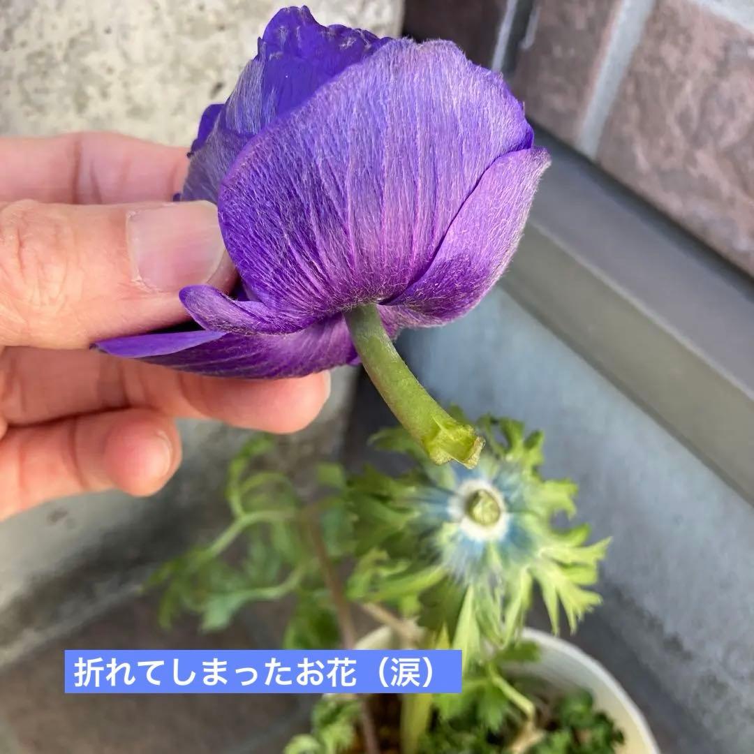 アネモネ　ミストラル　3寸ポット苗　mi-様 　ご確認用です。