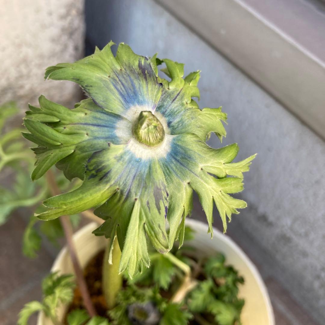 アネモネ　ミストラル　3寸ポット苗　mi-様 　ご確認用です。