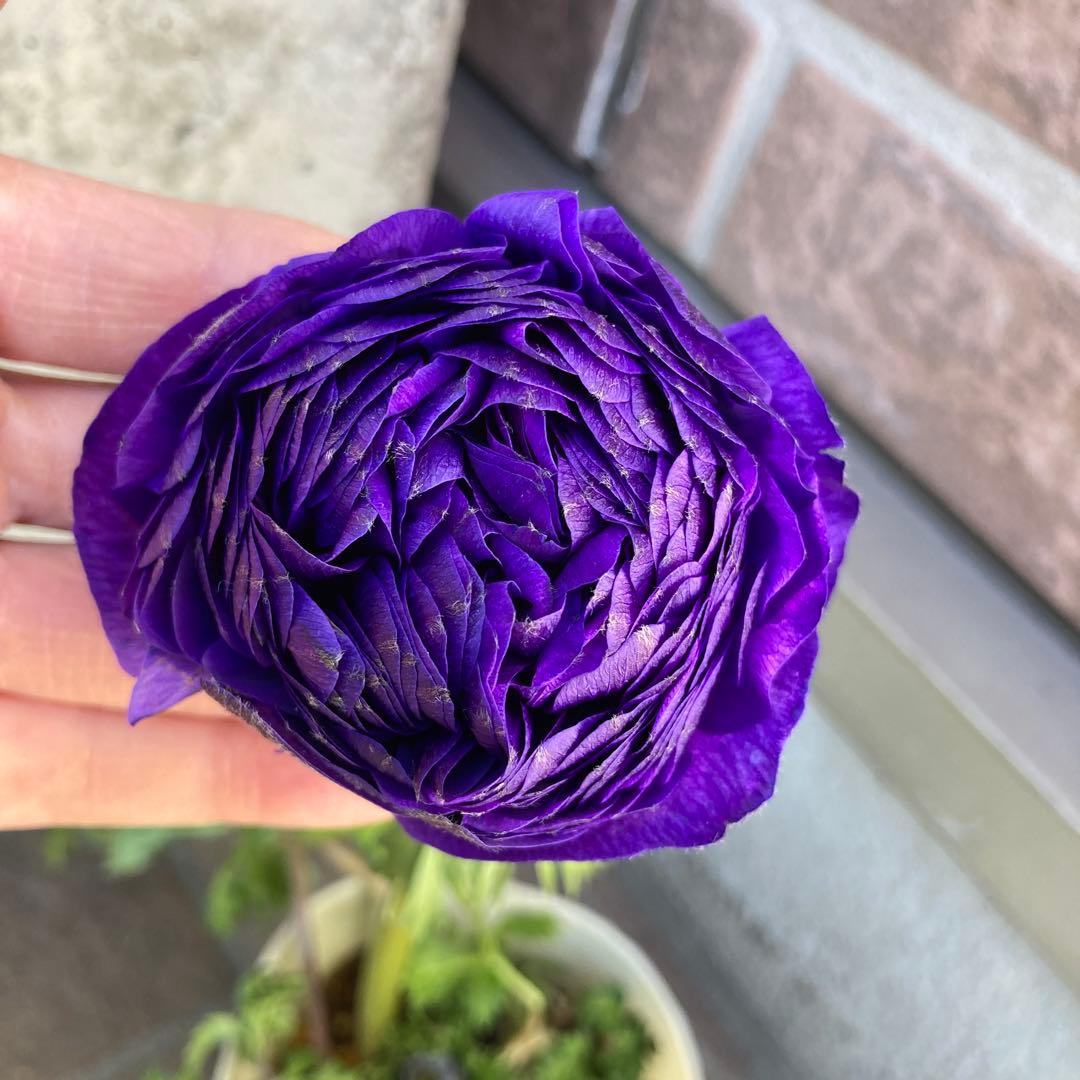 アネモネ　ミストラル　3寸ポット苗　mi-様 　ご確認用です。