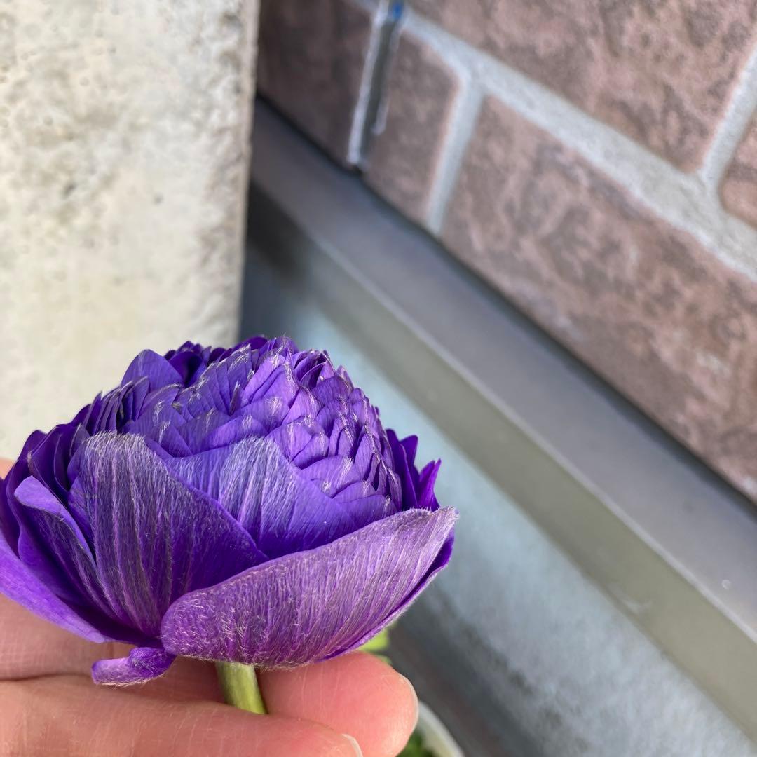 アネモネ　ミストラル　3寸ポット苗　mi-様 　ご確認用です。