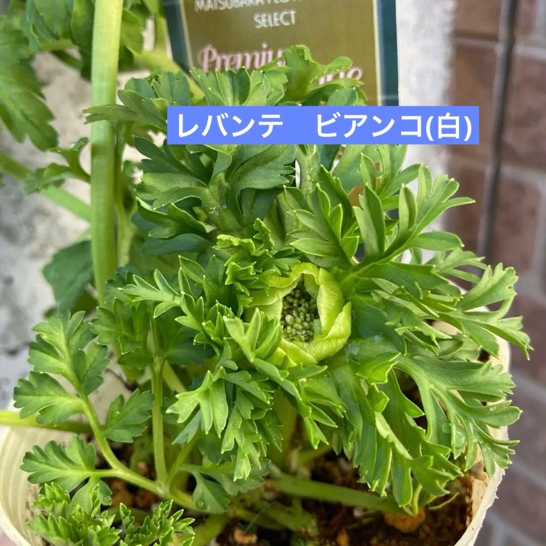 アネモネ　ミストラル　3寸ポット苗　mi-様 　ご確認用です。