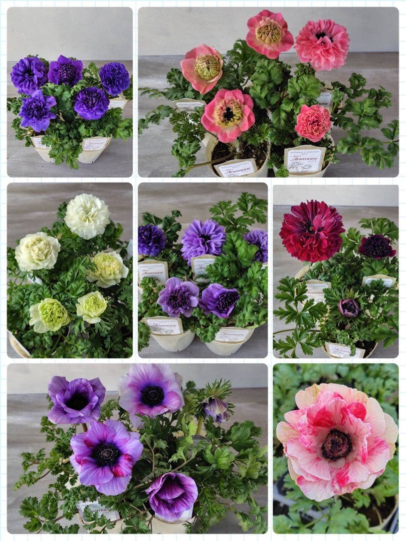 アネモネ　ミストラル　3寸ポット苗　mi-様 　ご確認用です。