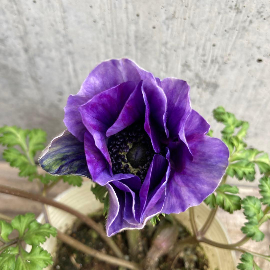 アネモネ　ミストラル　3寸ポット苗　mi-様 　ご確認用です。