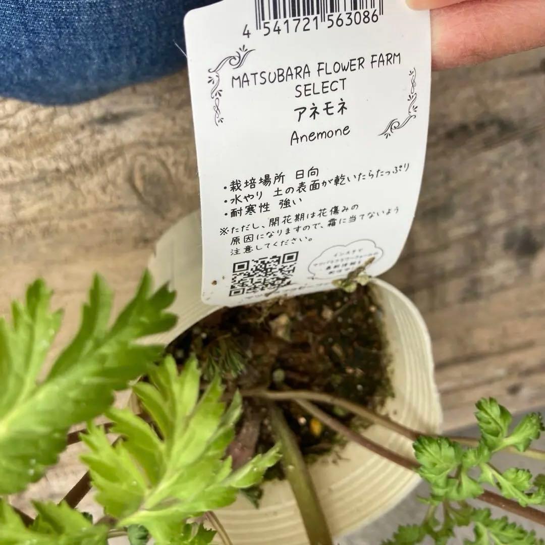 アネモネ　ミストラル　3寸ポット苗　mi-様 　ご確認用です。