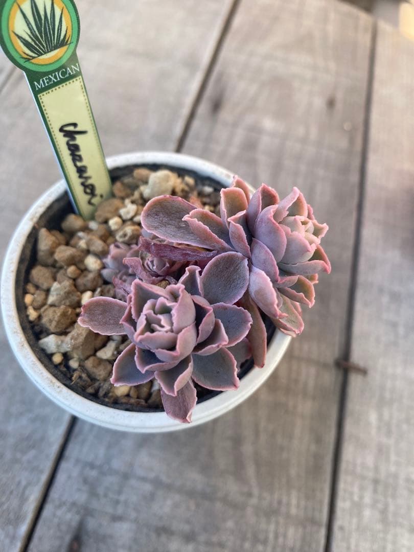 リクエスト　4頭群生　原種　チャザロイ　Chazaroi エケベリア